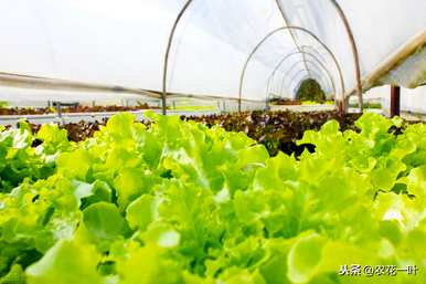 温室蔬菜种植技术培训学习直播，温室蔬菜种植技术
