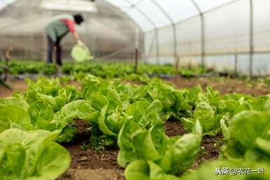 温室蔬菜种植技术培训学习直播，温室蔬菜种植技术