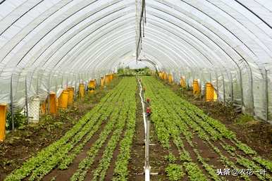 温室蔬菜种植技术培训学习直播，温室蔬菜种植技术
