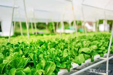 温室蔬菜种植技术培训学习直播，温室蔬菜种植技术