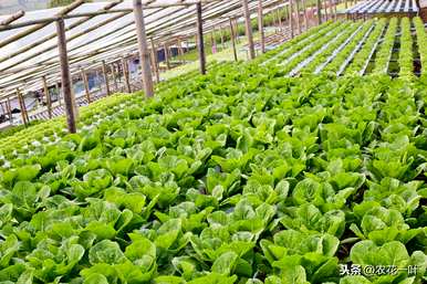 温室蔬菜种植技术培训学习直播，温室蔬菜种植技术