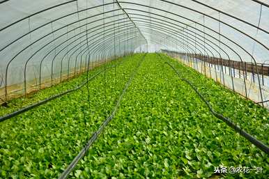 温室蔬菜种植技术培训学习直播，温室蔬菜种植技术