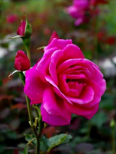 月季花语和寓意是什么？红双喜月季花语的象征和寓意是什么？