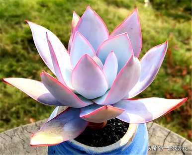 多肉植物怎么养才对？多肉植物怎么养？