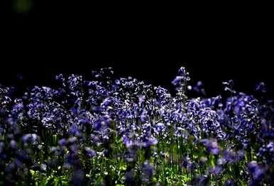 什么是蓝风铃花语？丹麦蓝风铃花语