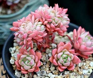 多肉植物怎么养才对？多肉植物怎么养？