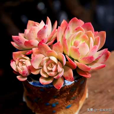 多肉植物怎么养才对？多肉植物怎么养？