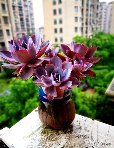 多肉植物怎么养才对？多肉植物怎么养？
