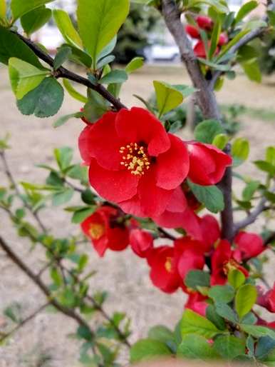 梗海棠只长叶不开花，梗海棠什么时候开花？