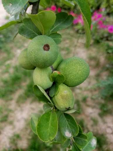梗海棠只长叶不开花，梗海棠什么时候开花？