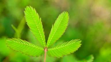 一碰含羞草就会合拢的原因，为什么含羞草一碰就合拢？