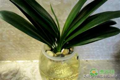 君子兰长什么样有什么特点，君子兰长什么样有什么特点？