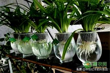 君子兰长什么样有什么特点，君子兰长什么样有什么特点？