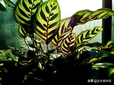 不同品种的竹芋图片不同，哪种竹芋最好看