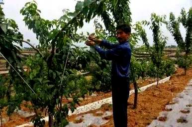 烟台大樱桃秋天能拉枝吗？秋天大樱桃树施什么肥料最好？