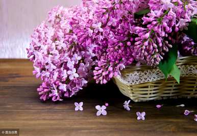罗兰丁香什么时候开花，蓝丁香什么时候开花？