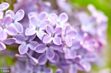 罗兰丁香什么时候开花，蓝丁香什么时候开花？