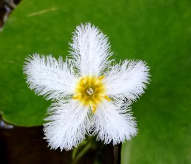 水培花有哪些花期长，水培花有哪些花期长，容易养？