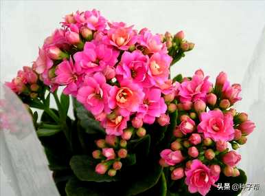 长寿花几个月开花，多少花盆适合长寿花？