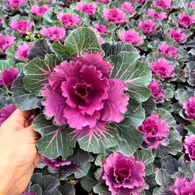 什么是耐寒植物，什么是喜阴耐寒的室外花卉植物？