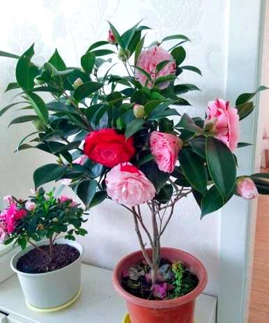 什么是耐寒植物，什么是喜阴耐寒的室外花卉植物？