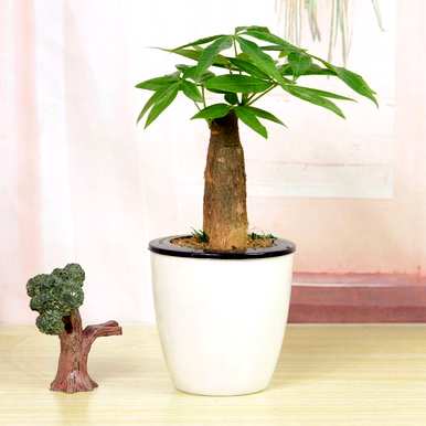 如何养护发财树，如何养护发财树