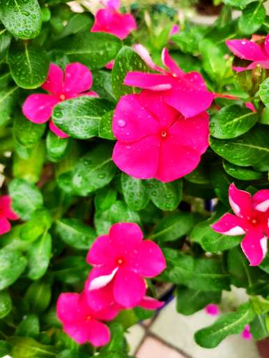 四季开花最旺的花是什么？四季开花有哪些花？
