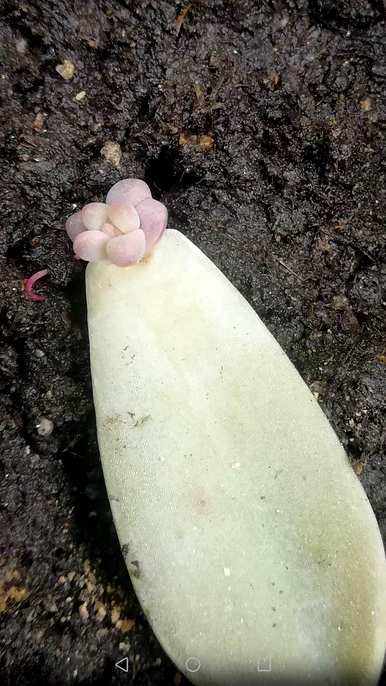 多肉叶插发芽后怎么长得快，多肉叶插发芽后怎么养？
