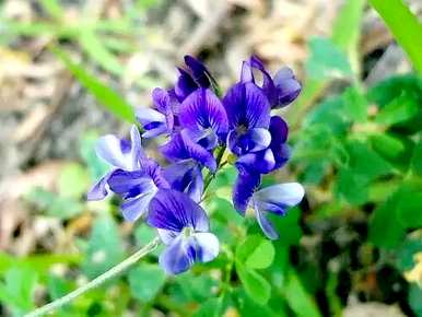 紫苜蓿花语是什么意思，紫苜蓿花语是什么意思？