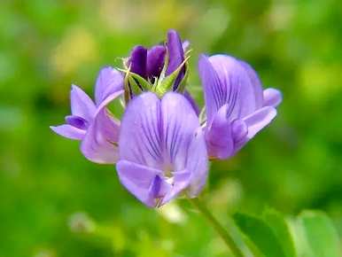 紫苜蓿花语是什么意思，紫苜蓿花语是什么意思？