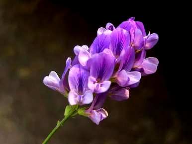 紫苜蓿花语是什么意思，紫苜蓿花语是什么意思？