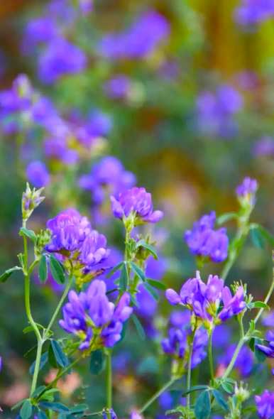 紫苜蓿花语是什么意思，紫苜蓿花语是什么意思？