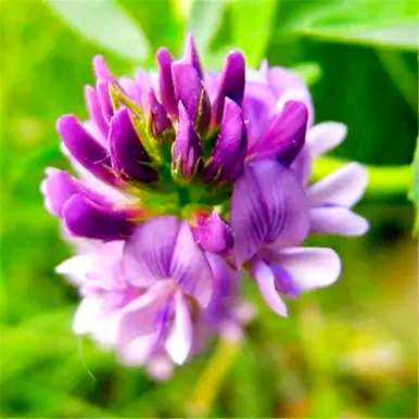 紫苜蓿花语是什么意思，紫苜蓿花语是什么意思？