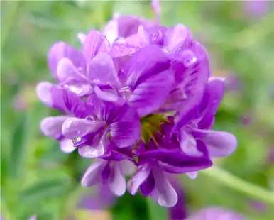 紫苜蓿花语是什么意思，紫苜蓿花语是什么意思？