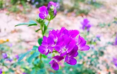 紫苜蓿花语是什么意思，紫苜蓿花语是什么意思？