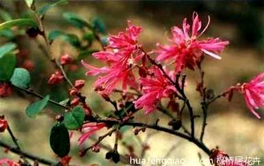 红花掌木简介资料，红花掌木简介