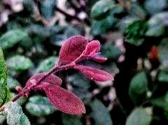 红花掌木简介资料，红花掌木简介