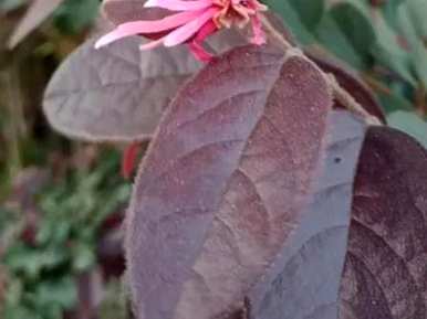 红花掌木简介资料，红花掌木简介