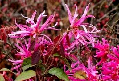 红花掌木简介资料，红花掌木简介