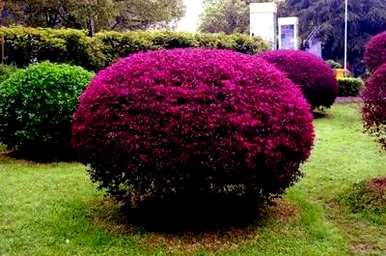 红花掌木简介资料，红花掌木简介