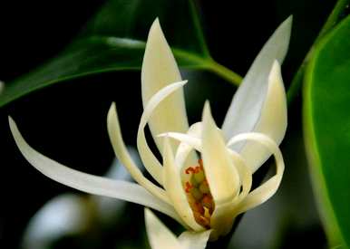 白兰花图片和育种方法，如何育种白兰花图片