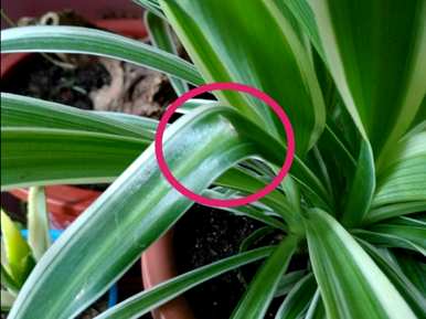 如何种植盆栽绿色植物，如何种植盆栽竹子绿色植物