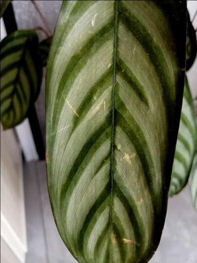 如何种植盆栽绿色植物，如何种植盆栽竹子绿色植物