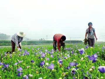 中国桔梗种植方法和技术，中国桔梗种植方法和技术