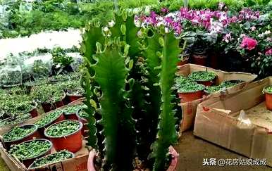 修剪龙骨花的养殖方法，能修剪龙骨花的刺吗？