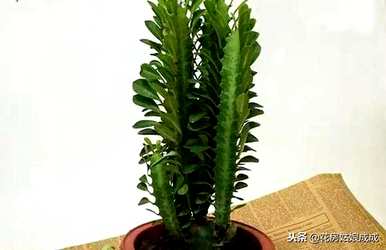 修剪龙骨花的养殖方法，能修剪龙骨花的刺吗？