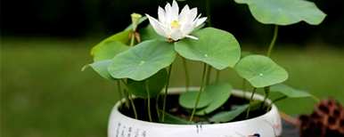 盆栽荷花种植方法图，盆栽荷花种植方法图