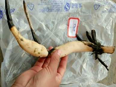 盆栽荷花种植方法图，盆栽荷花种植方法图