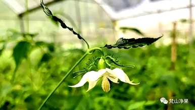 八月开什么花，八月开什么花最好？
