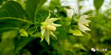 八月开什么花，八月开什么花最好？